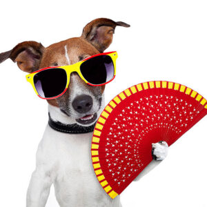 Doggy Accessories